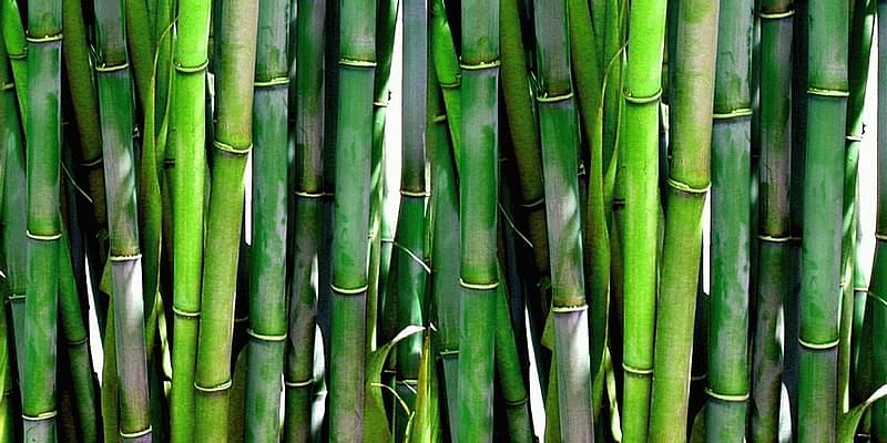 Bamboo paper